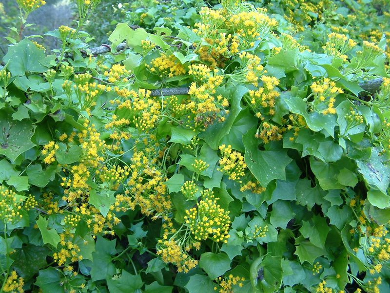 Cape-Ivy (Delairea Odorata)