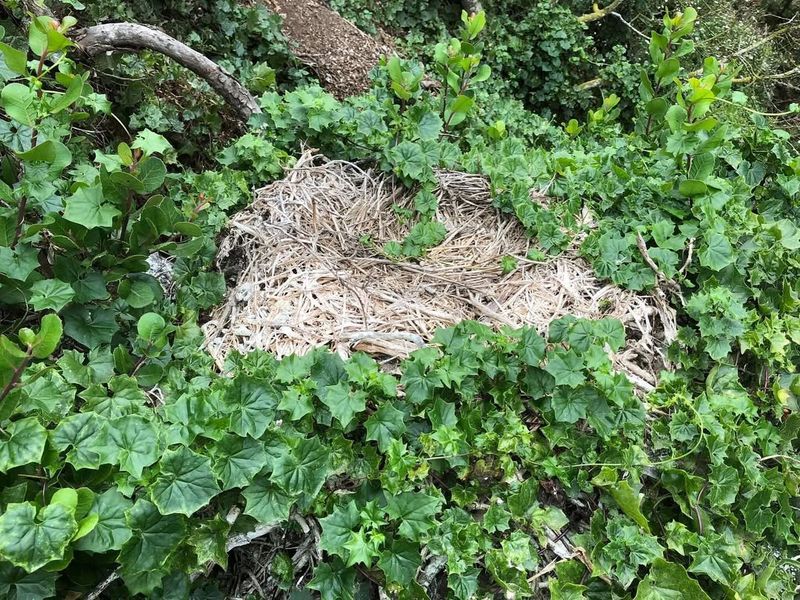 Cape-Ivy (Delairea odorata)