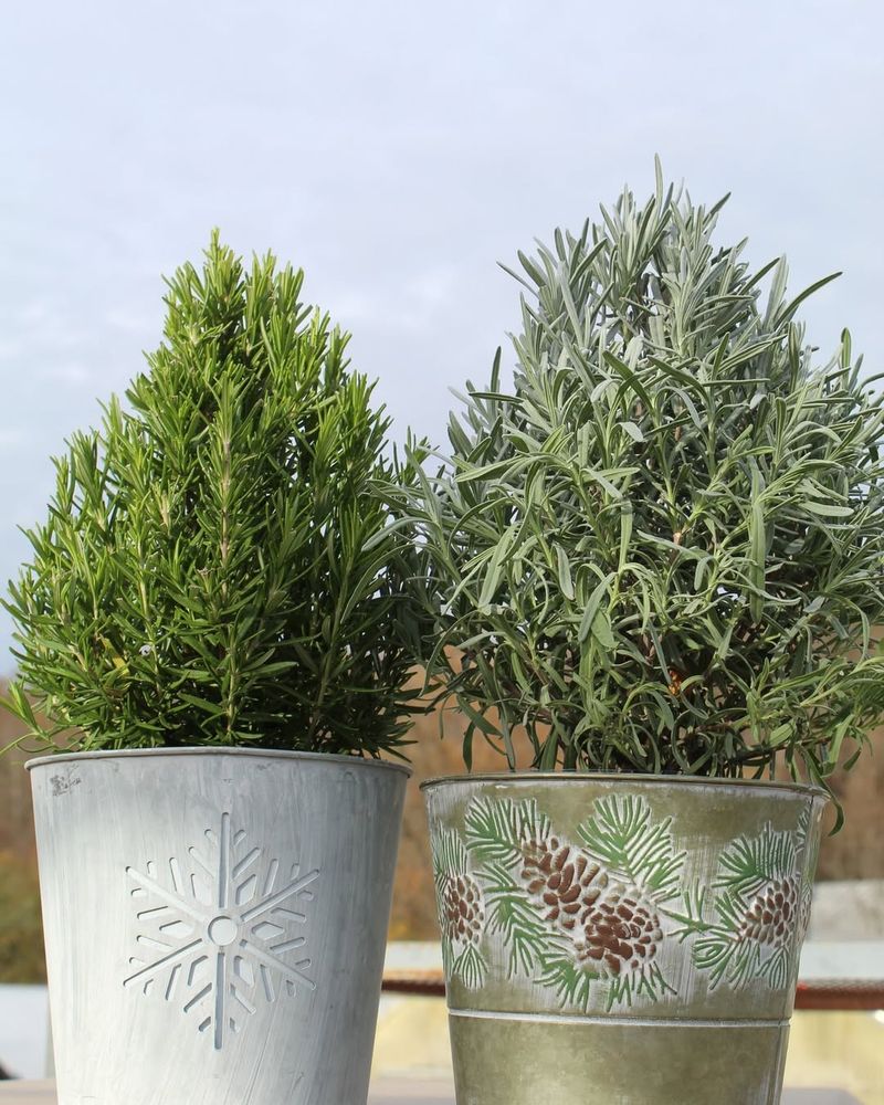 Yes, Lavender And Rosemary Have Similar Growing Needs