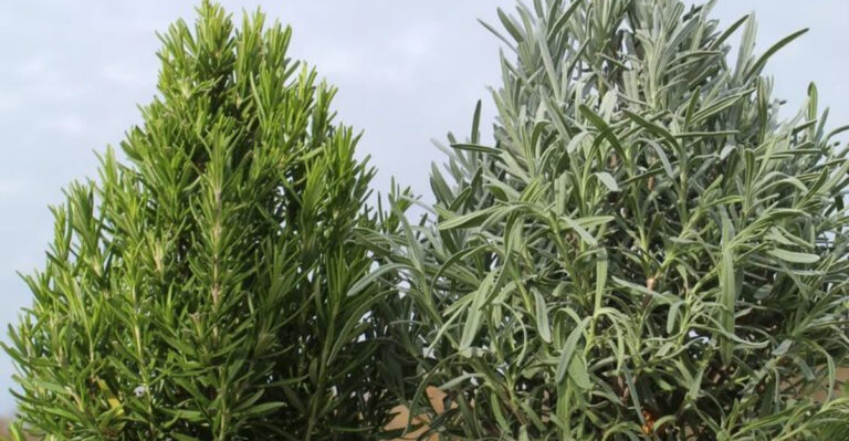 rosemary and lavender