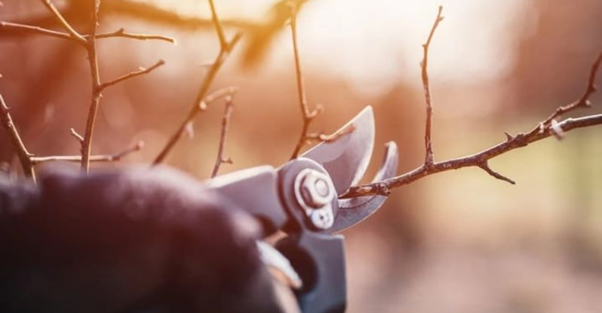 cutting shrub branches