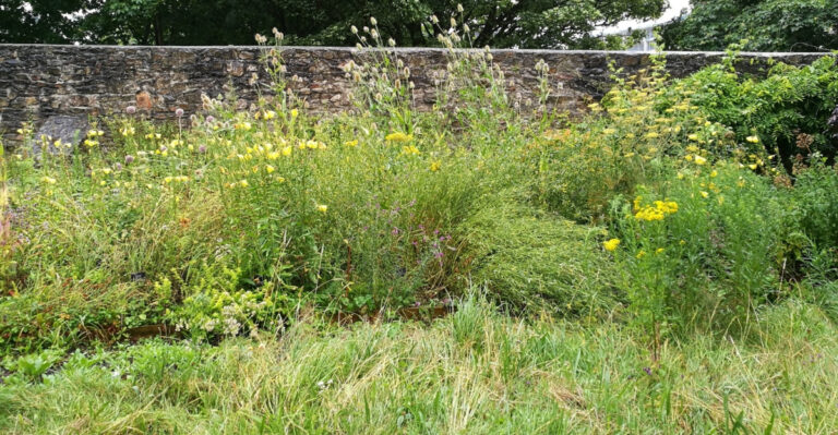 plants (featured image)