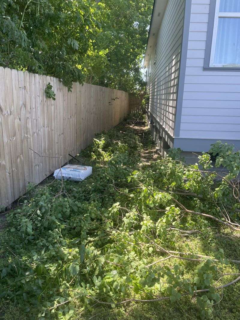 What Florida Law Actually Says About Overhanging Plants