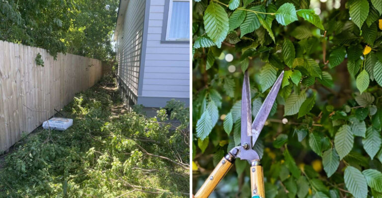 overgrown shrub and trimming