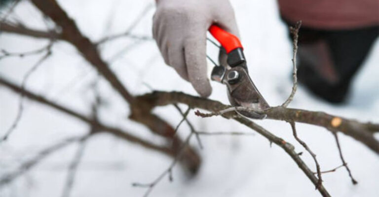 pruning shrub branches