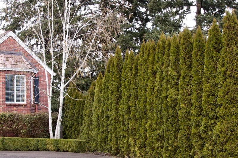 What Florida Law Says About Property Lines And Hedges