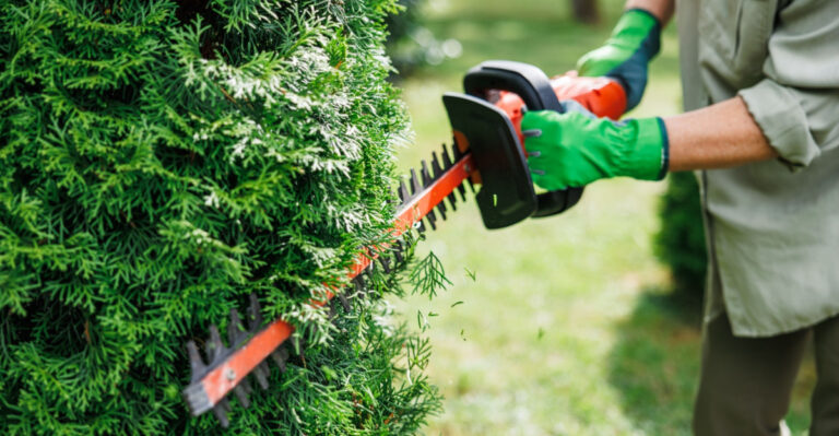 trimming a shrub