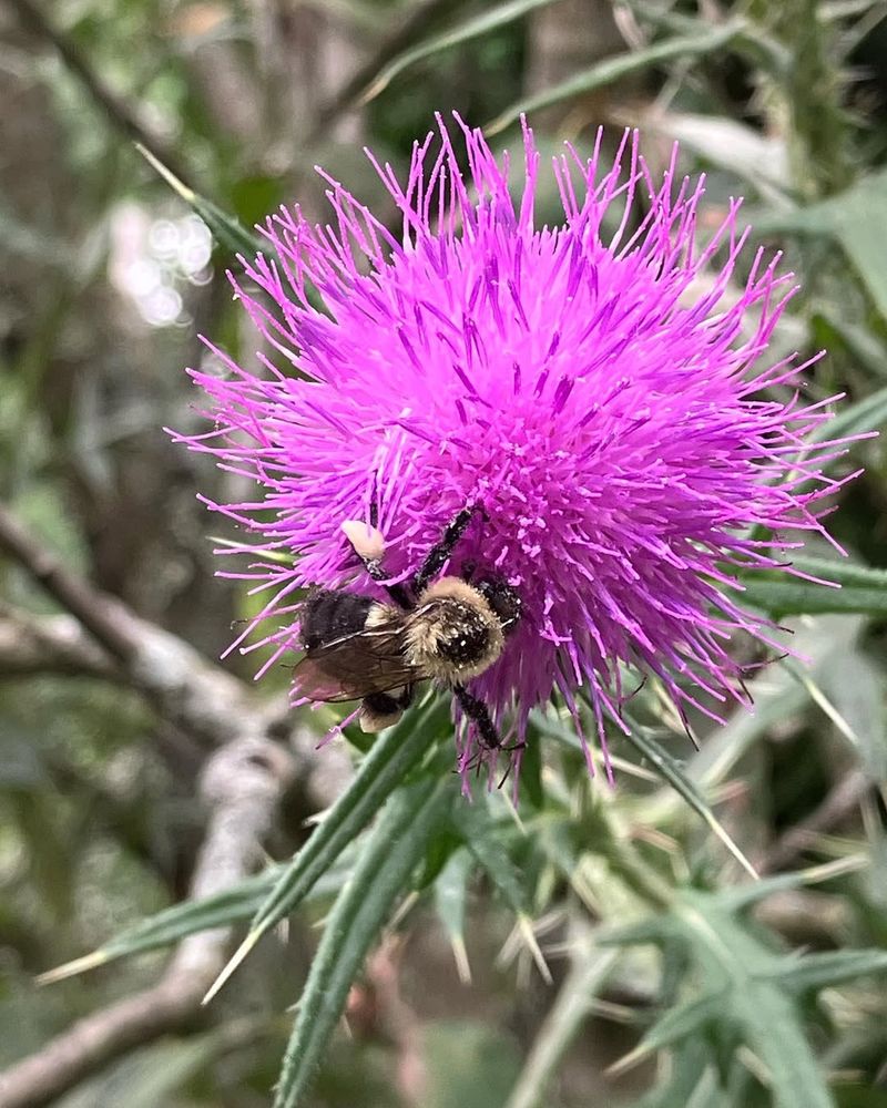Bull Thistle