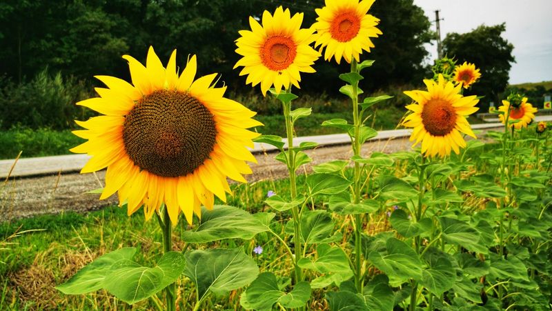 Sunflowers For Towering Blooms And Instant Impact