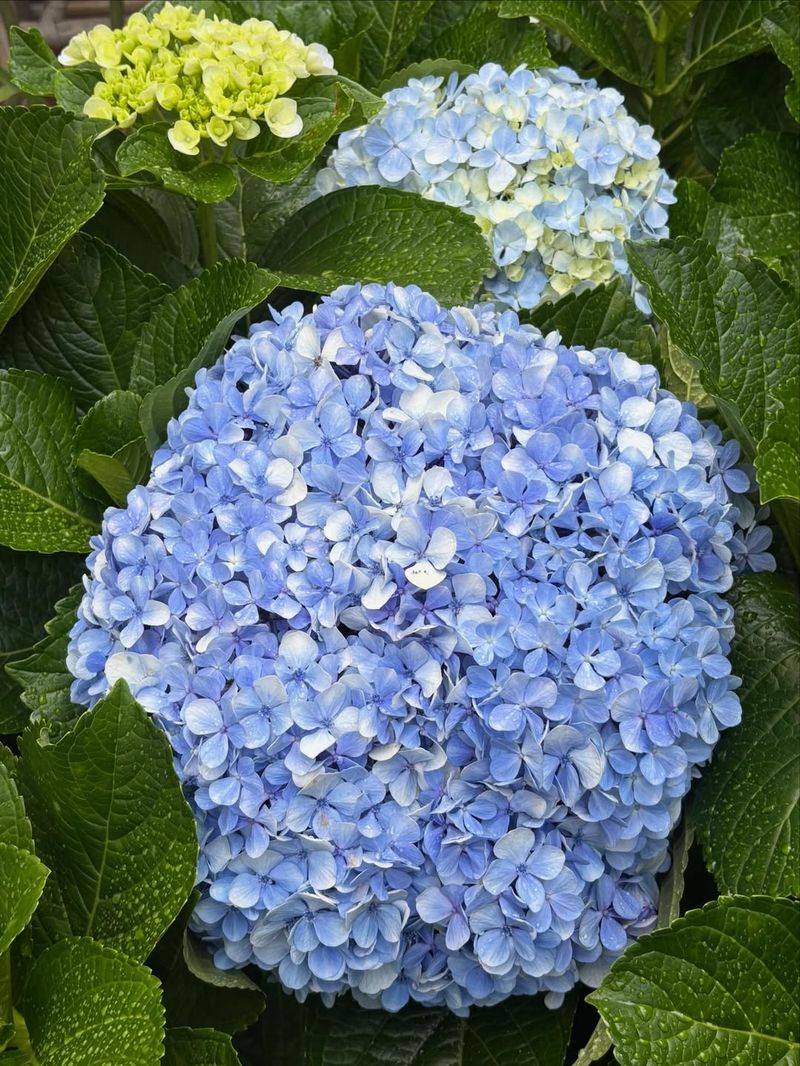Hydrangea Macrophylla