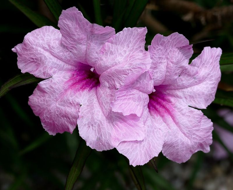 Mexican Petunia (Ruellia)