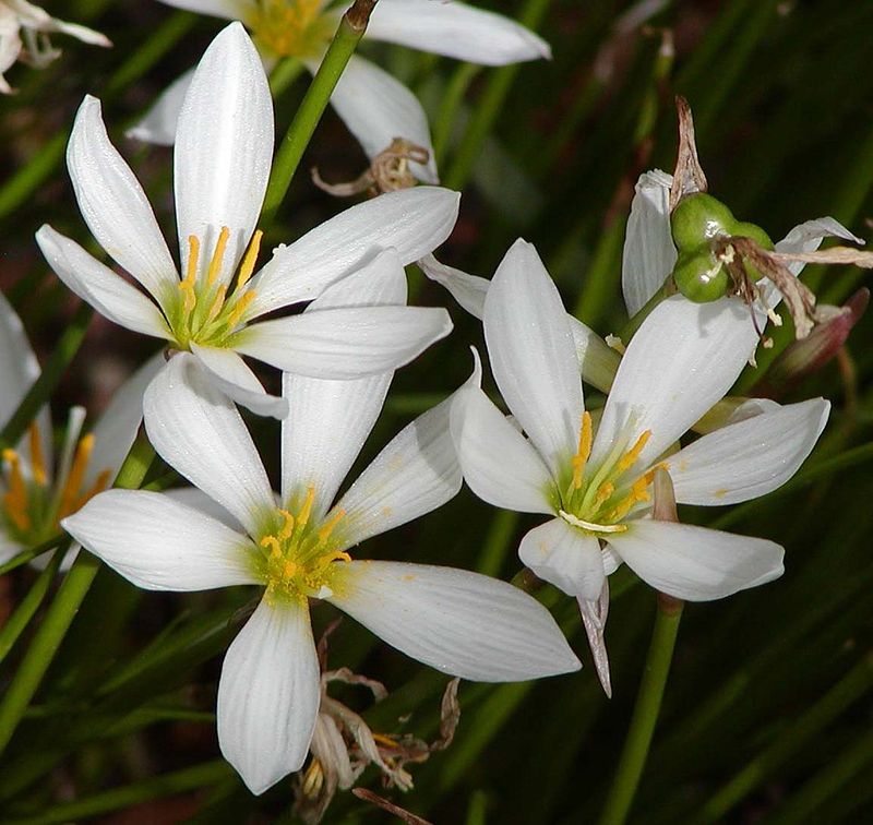 Rain Lily (Zephyranthes)