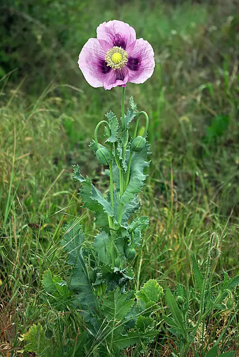 Ornamental Poppies (Papaver somniferum)