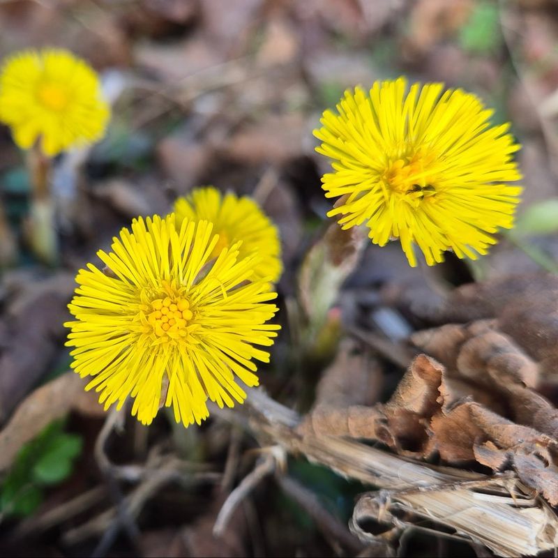 Coltsfoot (Tussilago farfara)