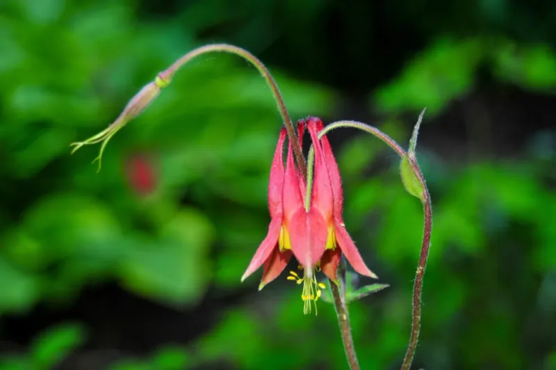 Wild Columbine