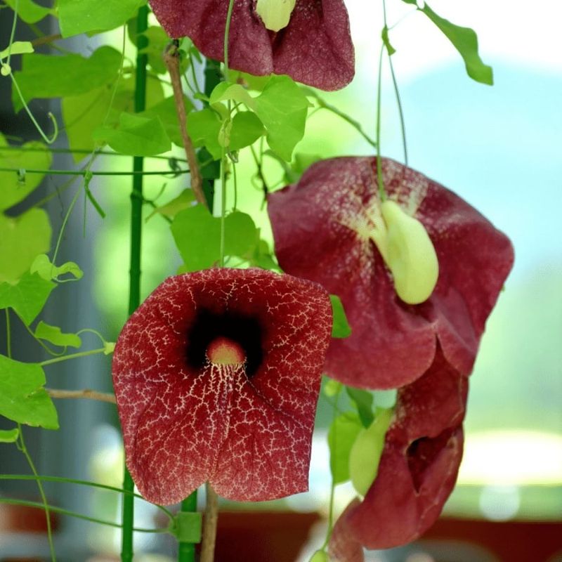 Aristolochia Gigantea (Brazilian Dutchman's Pipe)