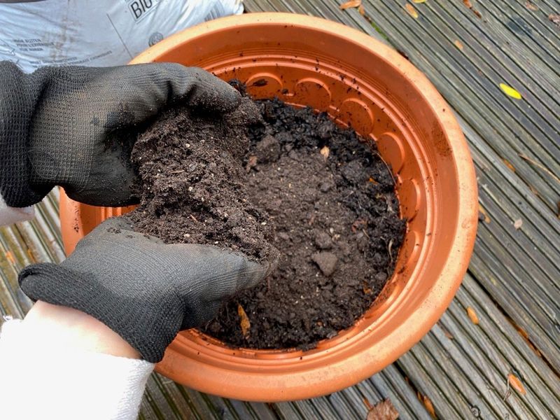 Add Fresh Soil To The New Pot