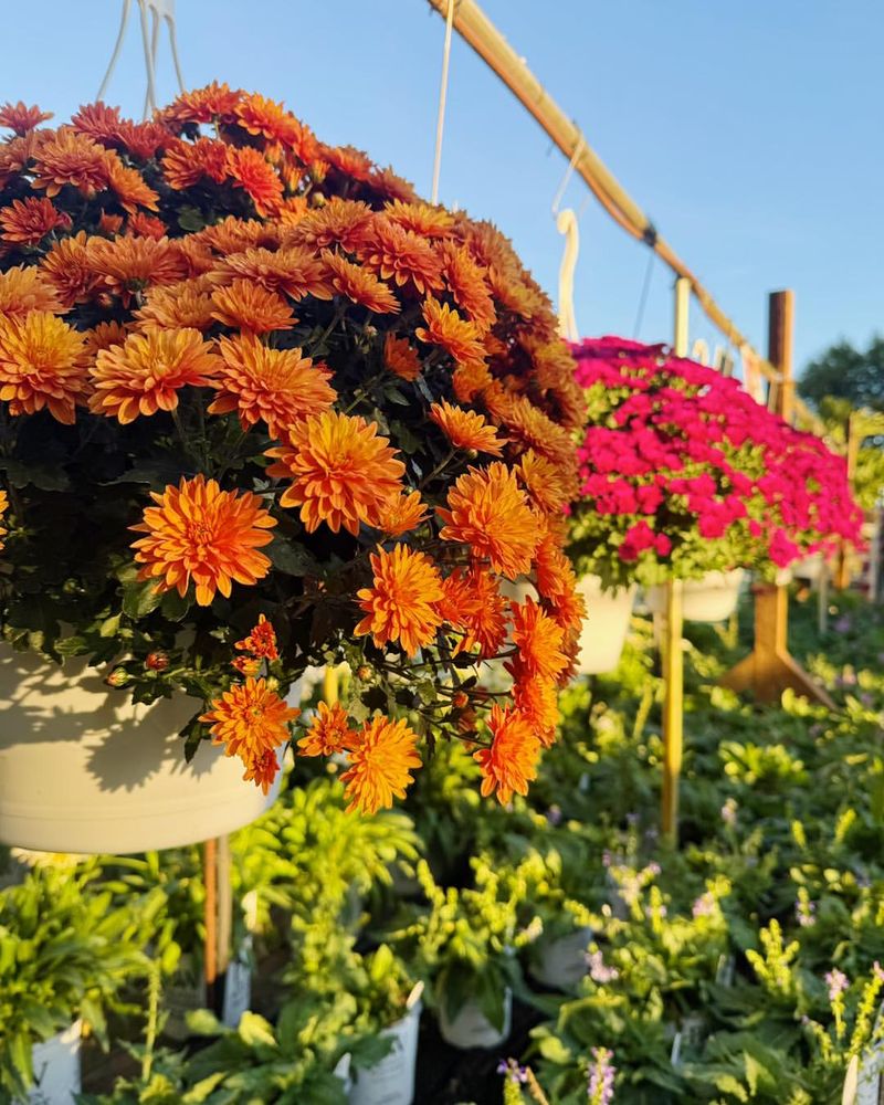 Chrysanthemums (Garden Mums)
