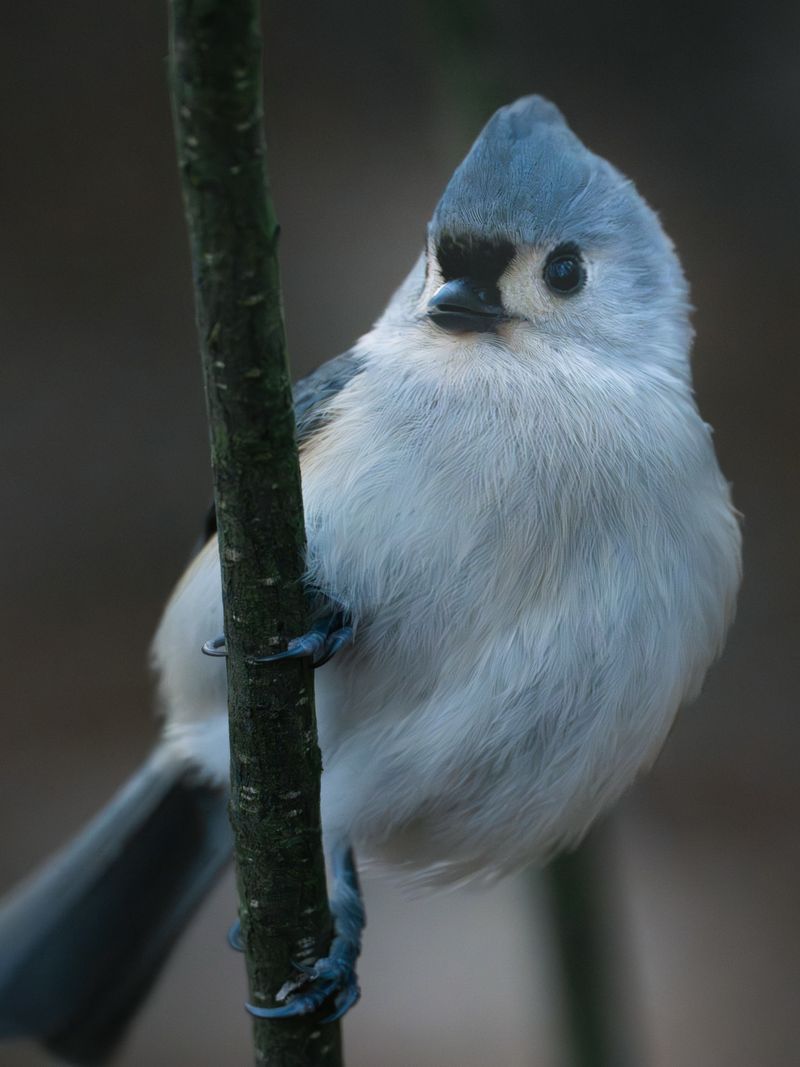 Tufted Titmouse