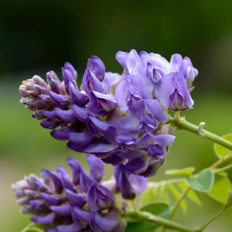 Wisteria (American Varieties)