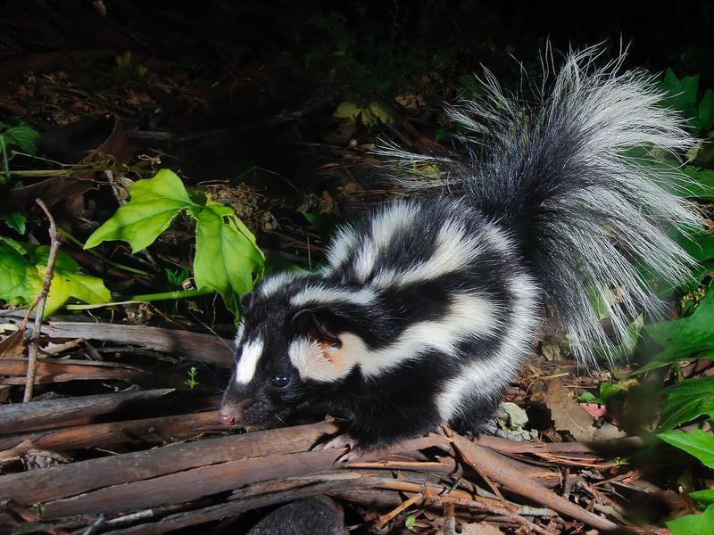 Eastern Spotted Skunks