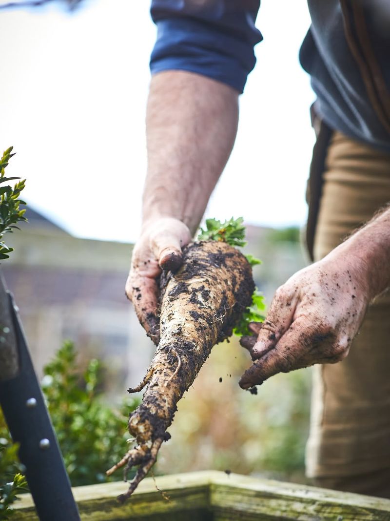 Parsnips