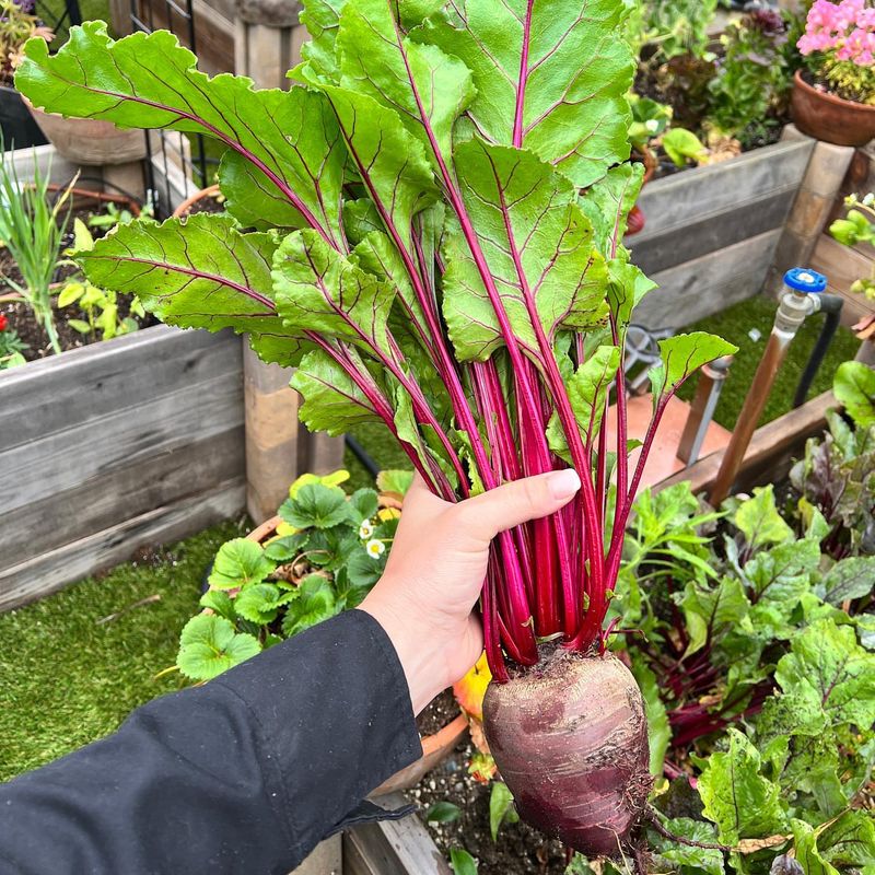 Beets