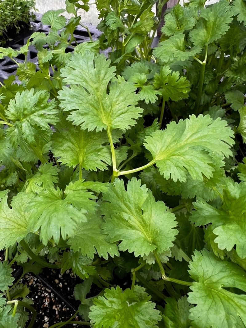 Cilantro