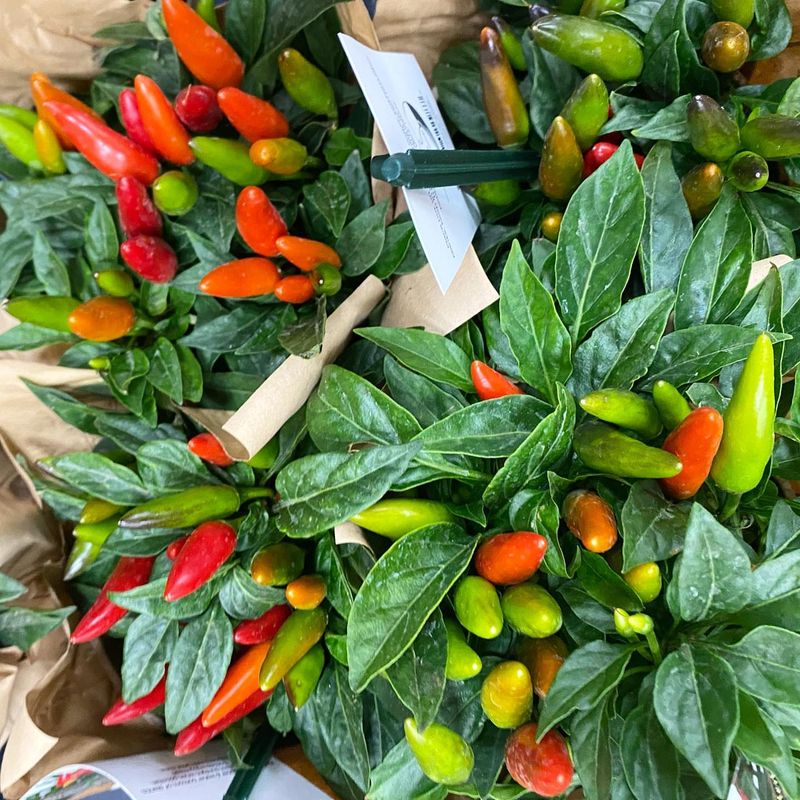 Hot Peppers