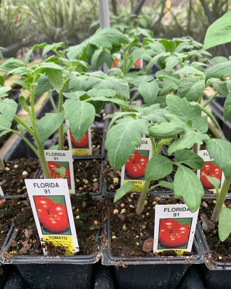 Tomatoes (Heat-Tolerant Varieties)