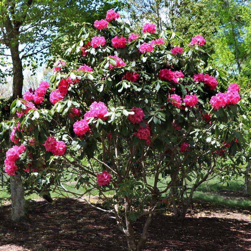Rhododendrons
