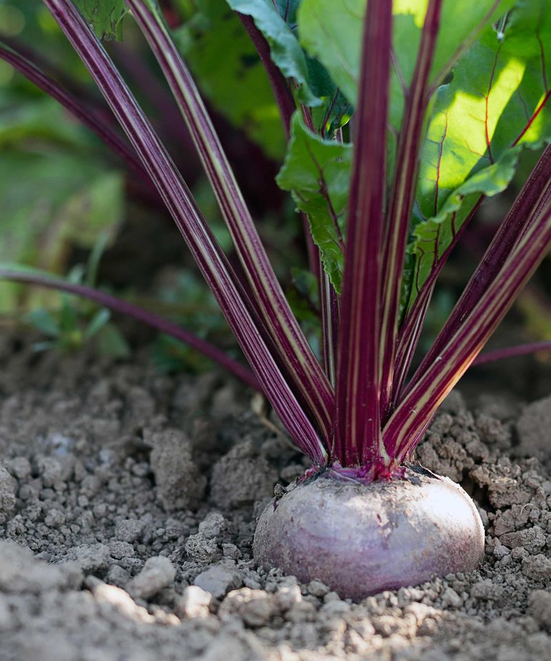 Beets Bulk Up Strong During Late Winter Planting