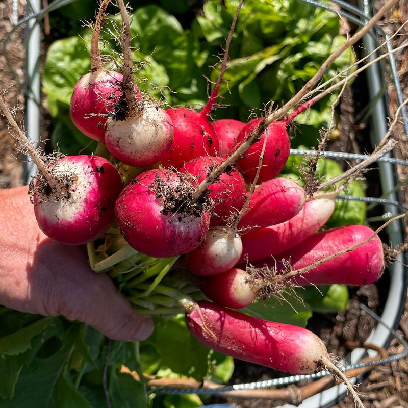 Radishes Deliver The Quickest Winter Harvest