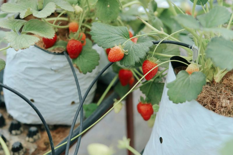 Strawberries That Set You Up For Spring Harvests
