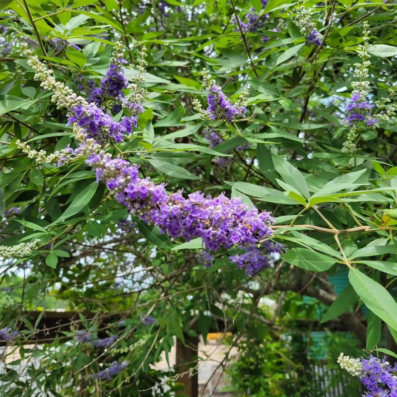 Vitex
