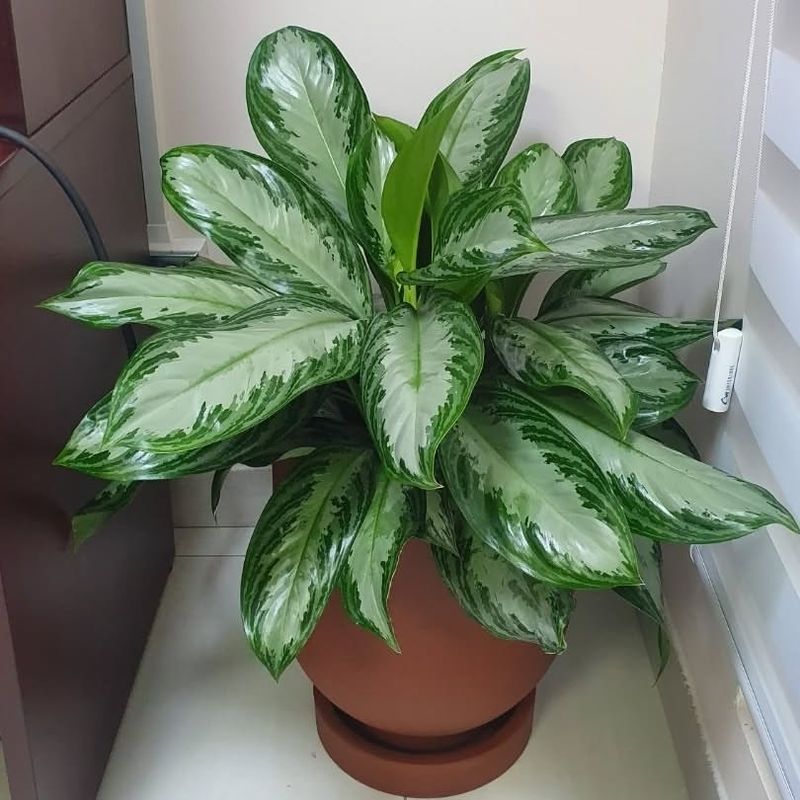 Chinese Evergreen