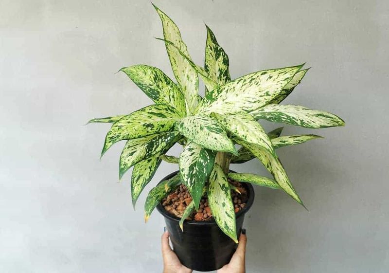 Chinese Evergreen (Aglaonema)