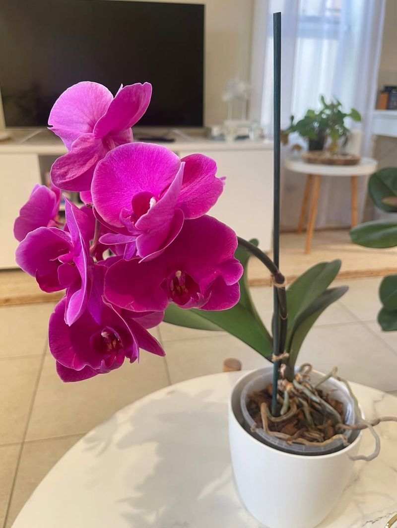 Orchids (Phalaenopsis) For Elegant, Pet-Safe Blooms