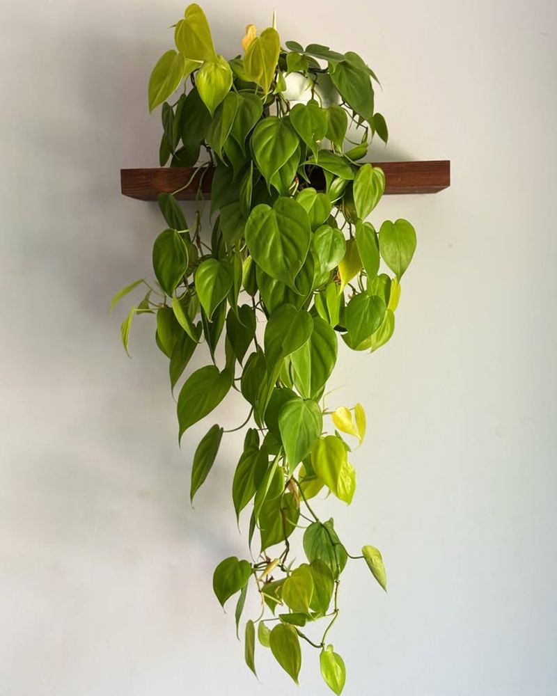 Philodendron