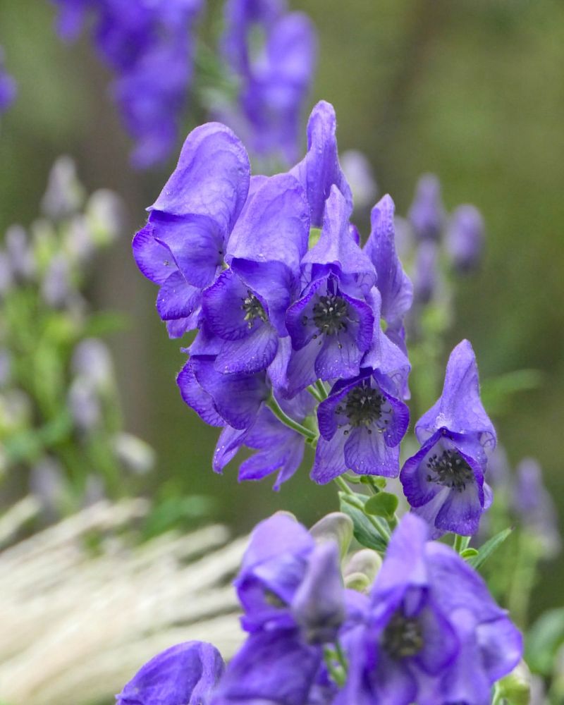 Monkshood (Aconite)