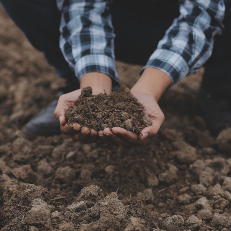 Soil Amendment Improves Absorption