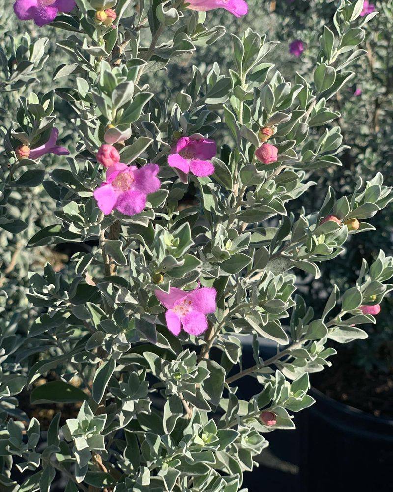 Texas Ranger (Cenizo) For Desert Shrub Appeal
