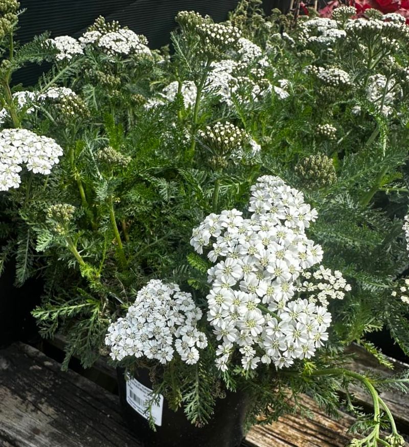 Yarrow