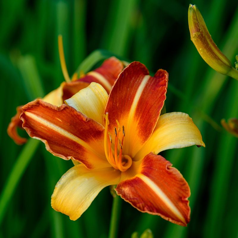 Daylily (Hemerocallis)