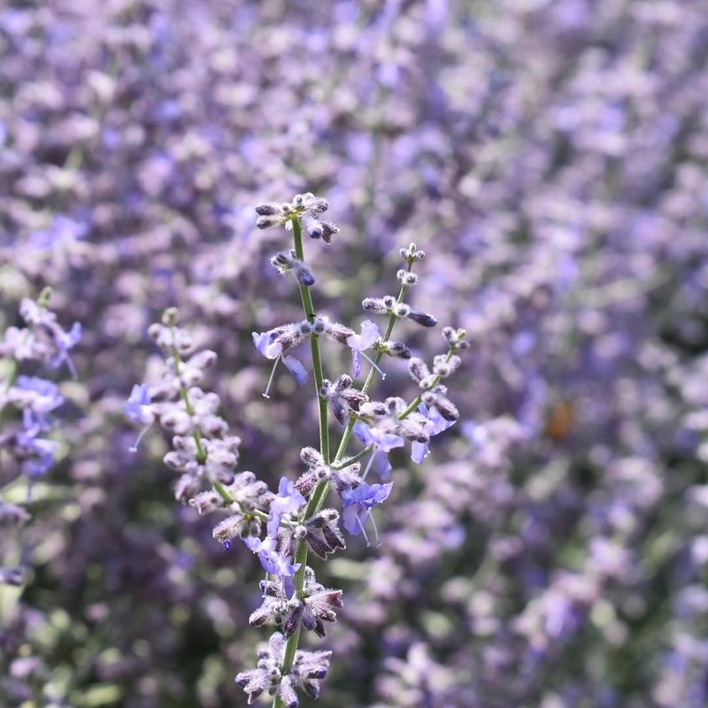 Russian Sage (Perovskia)