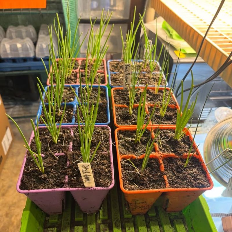 Onions Or Leeks For Long Growing Season