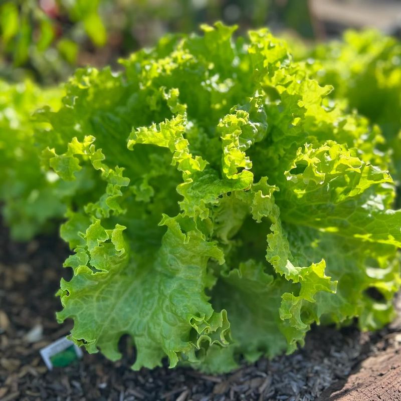 Lettuce Grows Fast Before Spring Heat Arrives
