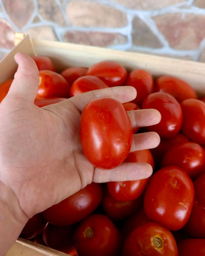 Roma (Plum Tomato)