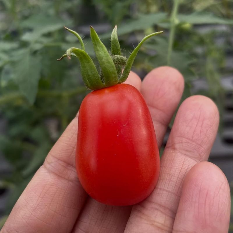 Roma (Paste Tomato)