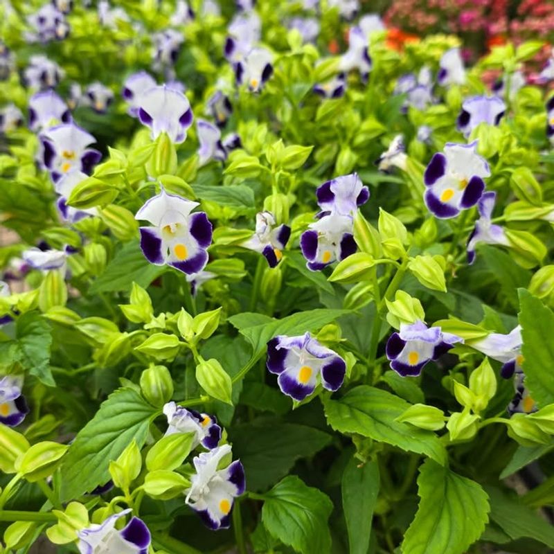 Torenia (Wishbone Flower)